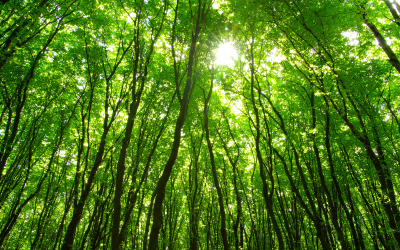 Certificazioni per pavimenti ecologici: una guida completa